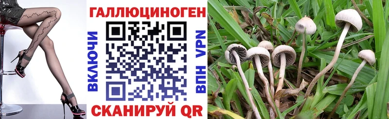 купить наркотики сайты  Оха  Галлюциногенные грибы MAGIC MUSHROOMS 